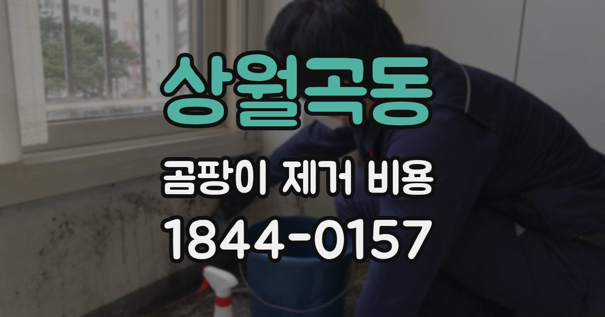 상월곡동 곰팡이 제거 비용