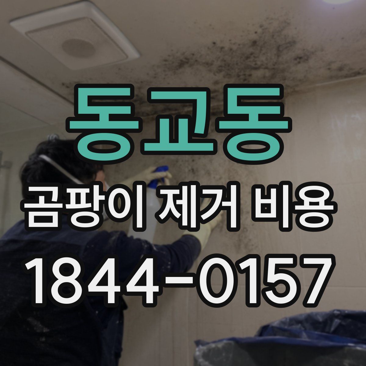 동교동 곰팡이 제거 비용