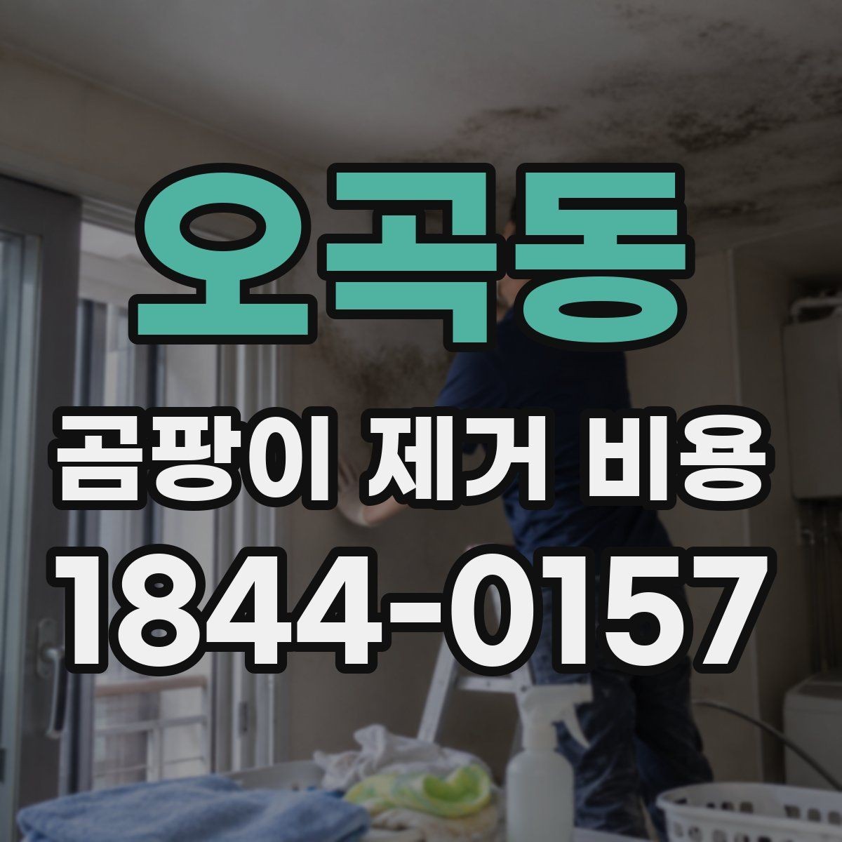 오곡동 곰팡이 제거 비용 천장과 몰딩 오염이 함께 있을 때 확인할 점
