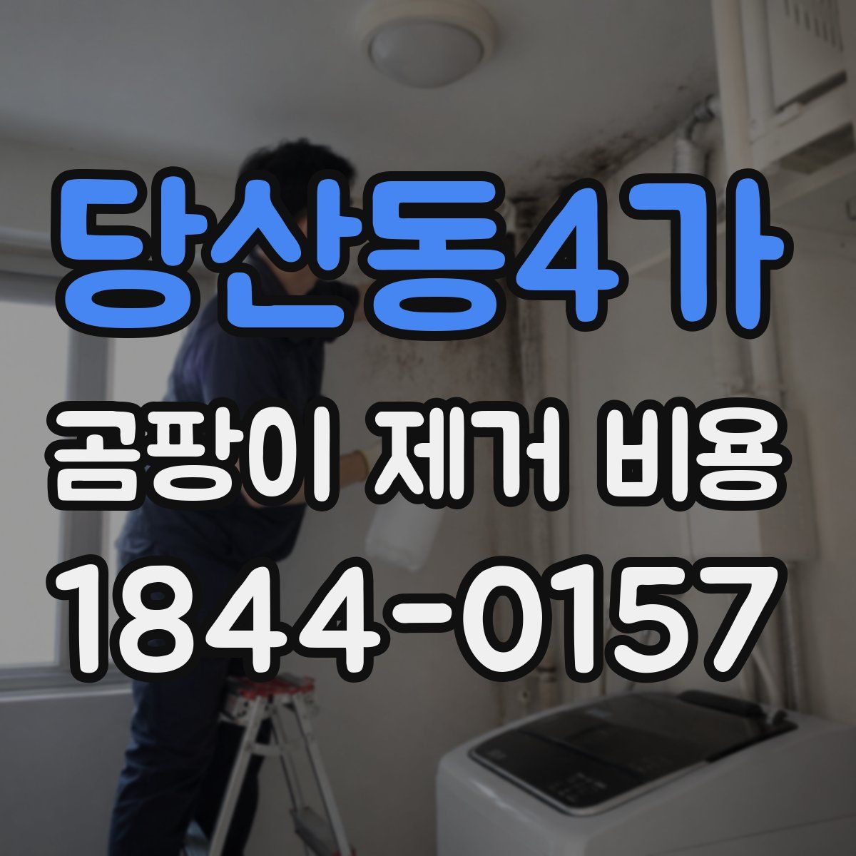 당산동4가 곰팡이 제거 비용