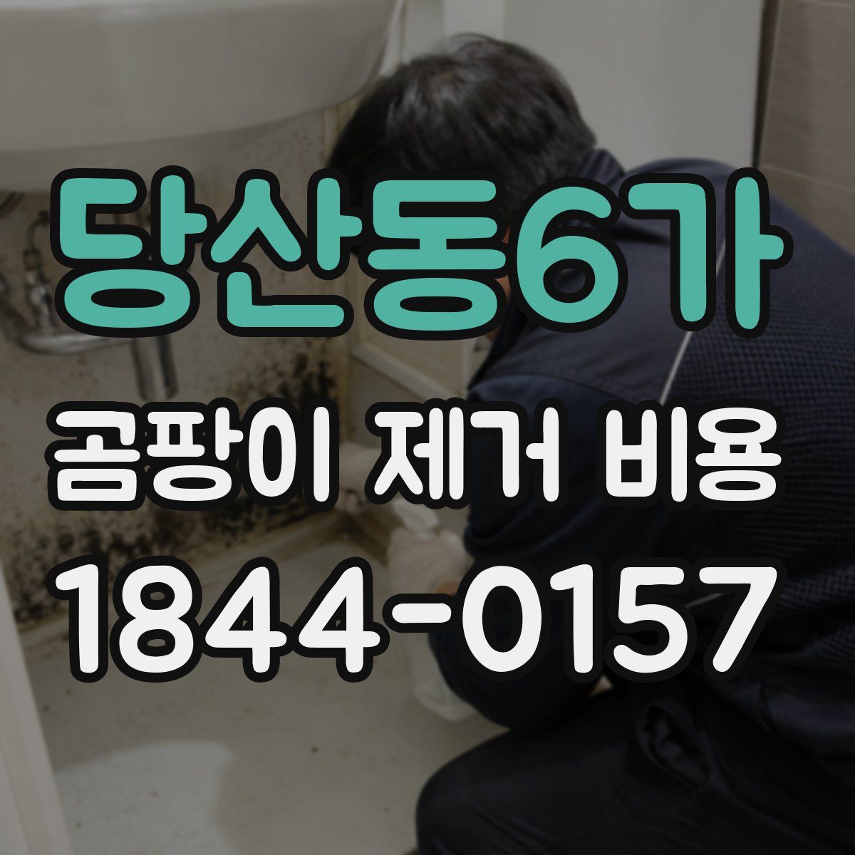 당산동6가 곰팡이 제거 비용