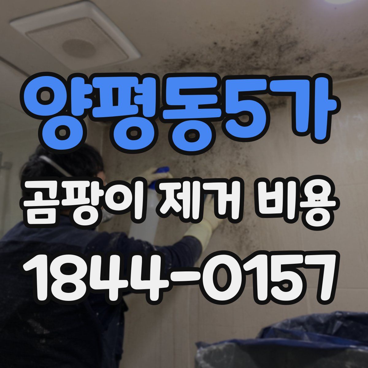 양평동5가 곰팡이 제거 비용