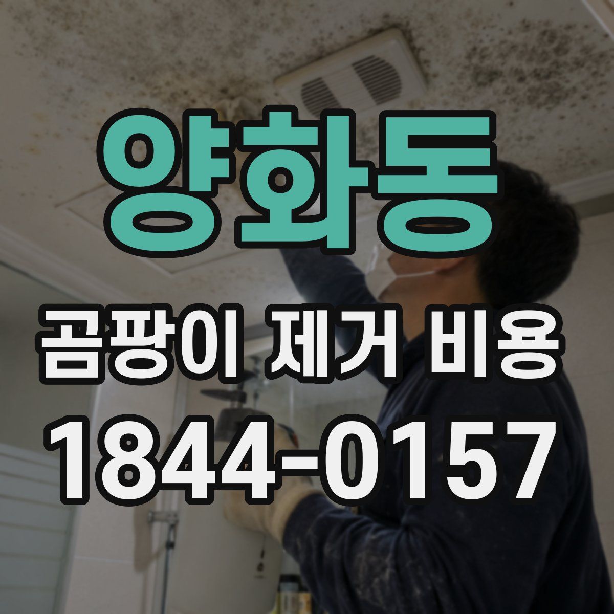 양화동 곰팡이 제거 비용
