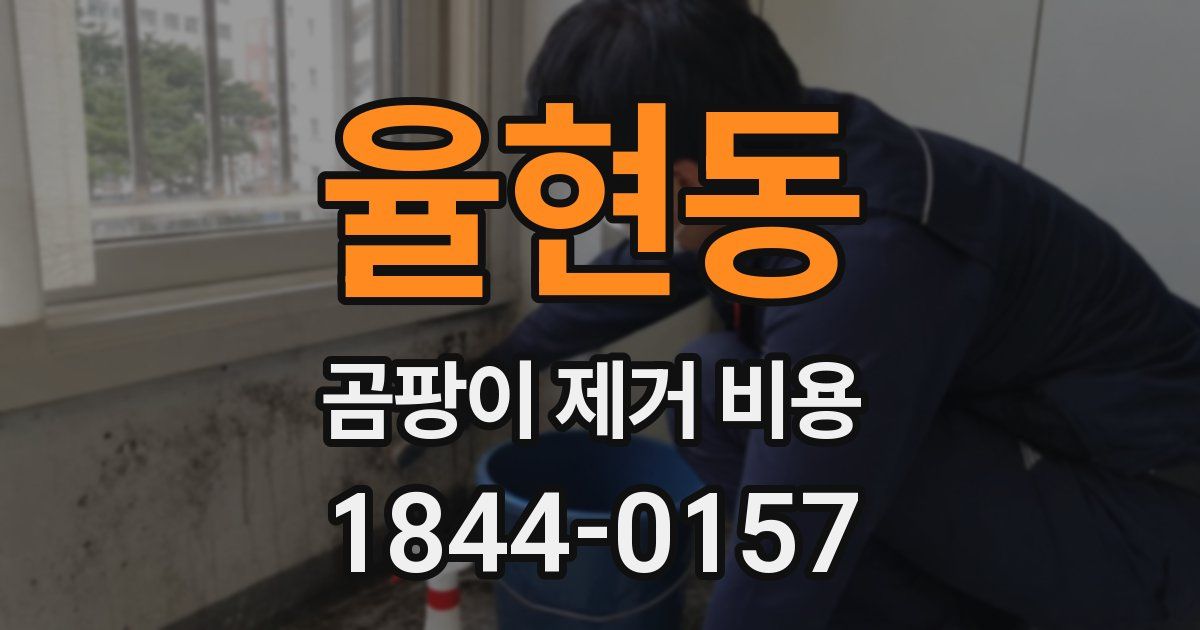 율현동 곰팡이 제거 비용