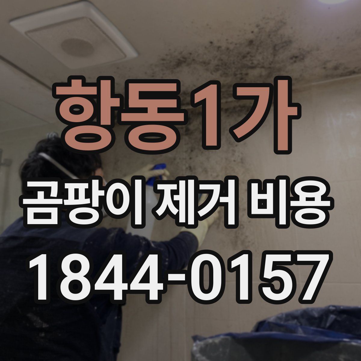 항동1가 곰팡이 제거 비용