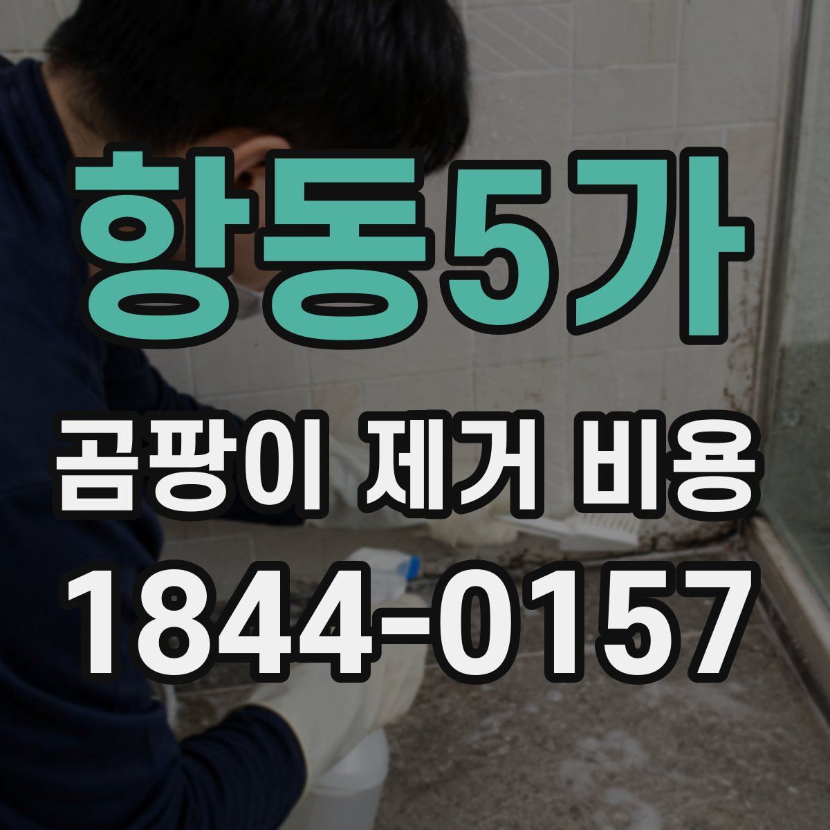 항동5가 곰팡이 제거 비용