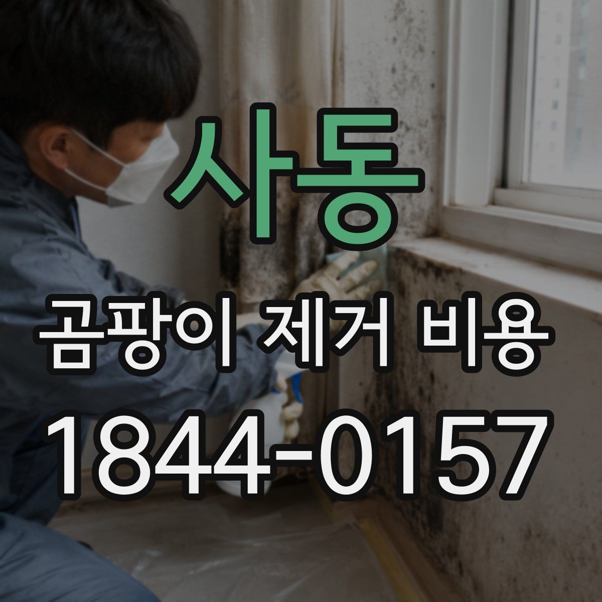 사동 곰팡이 제거 비용