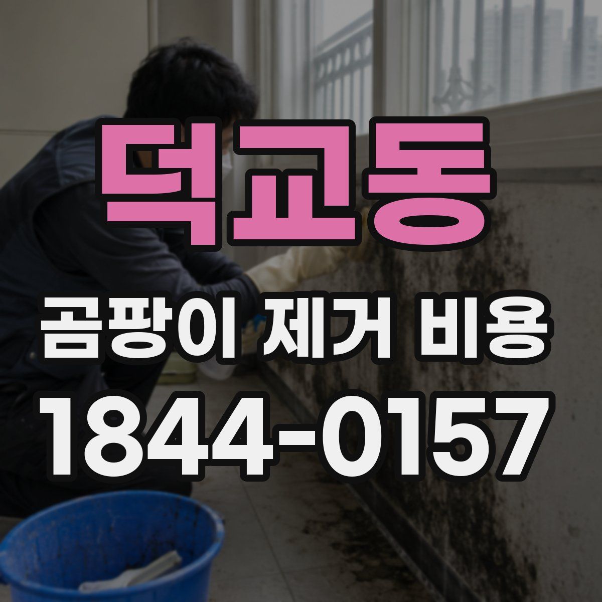 덕교동 곰팡이 제거 비용