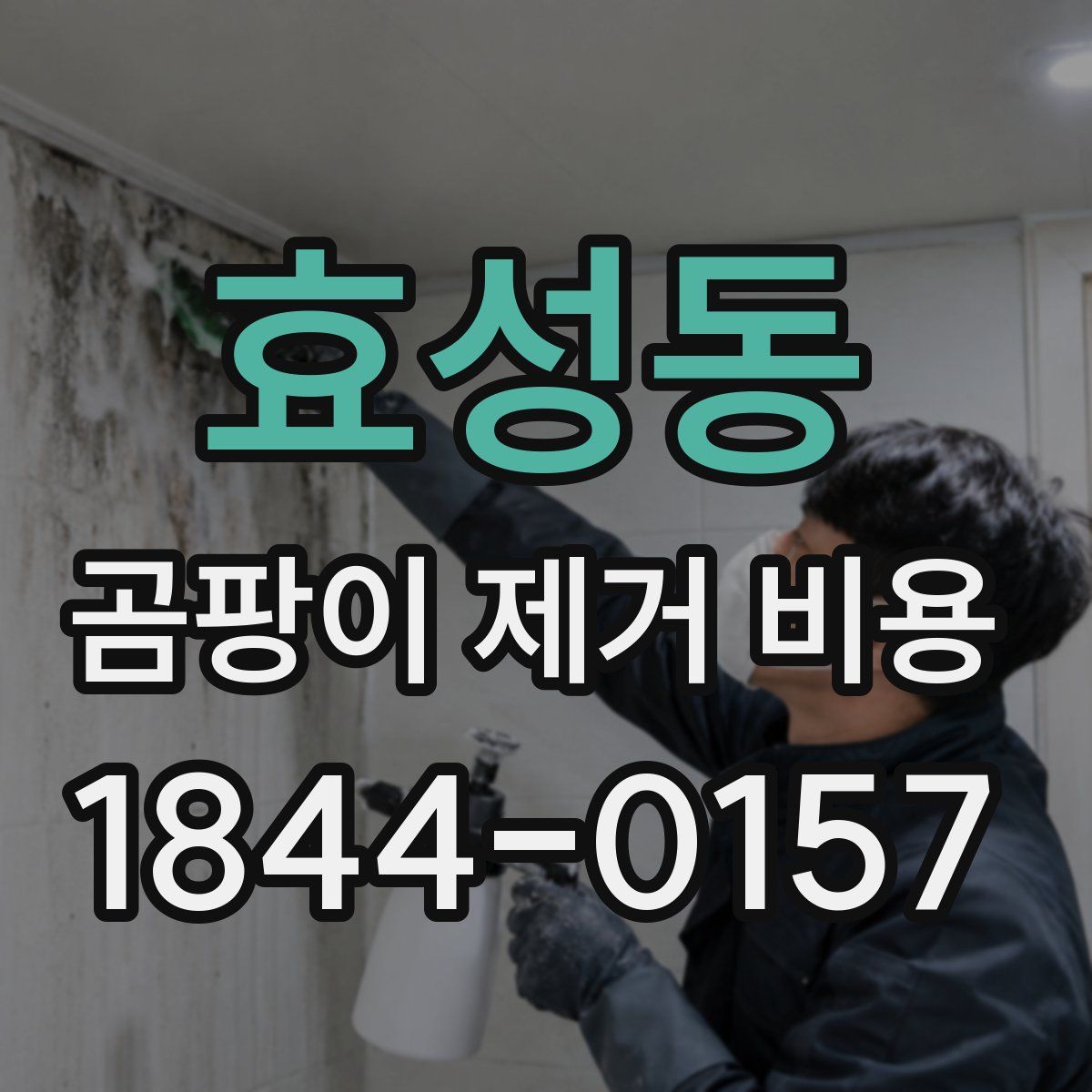 효성동 곰팡이 제거 비용
