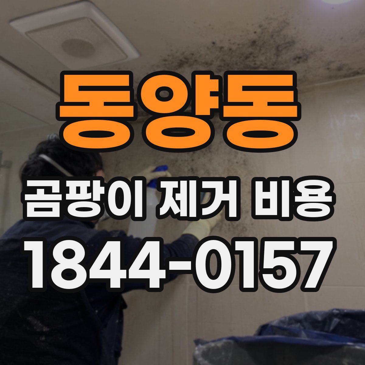 동양동 곰팡이 제거 비용