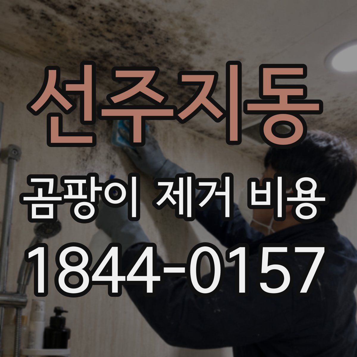 선주지동 곰팡이 제거 비용
