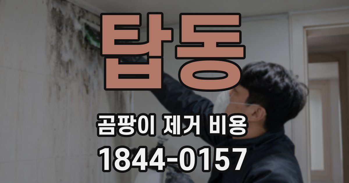 탑동 곰팡이 제거 비용