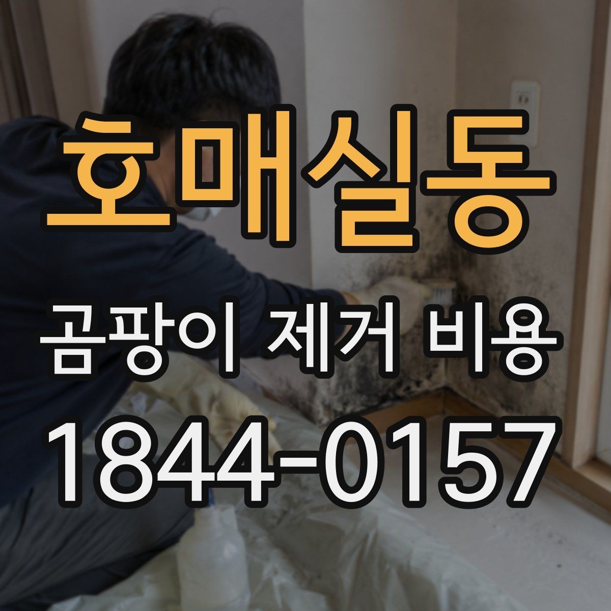 호매실동 곰팡이 제거 비용 오염 색상별 처리 범위 차이 정리