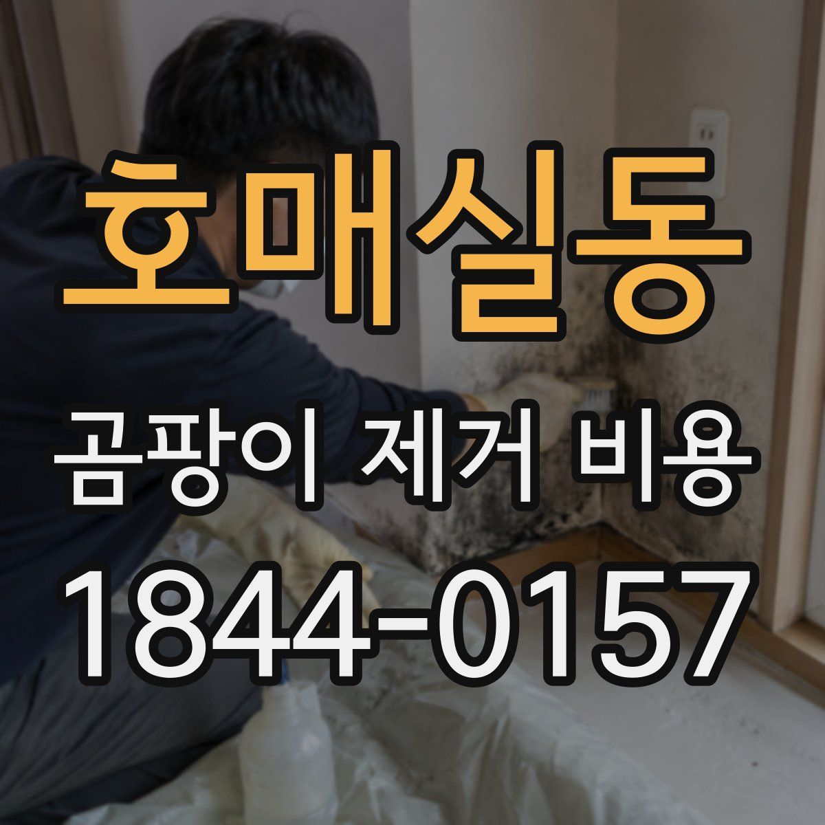 호매실동 곰팡이 제거 비용