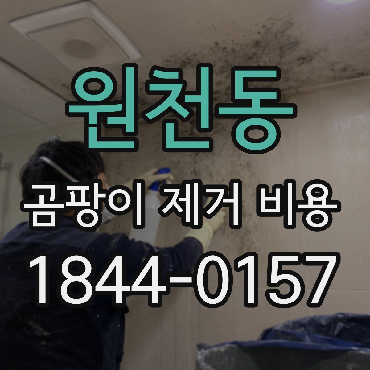 원천동 곰팡이 제거 비용