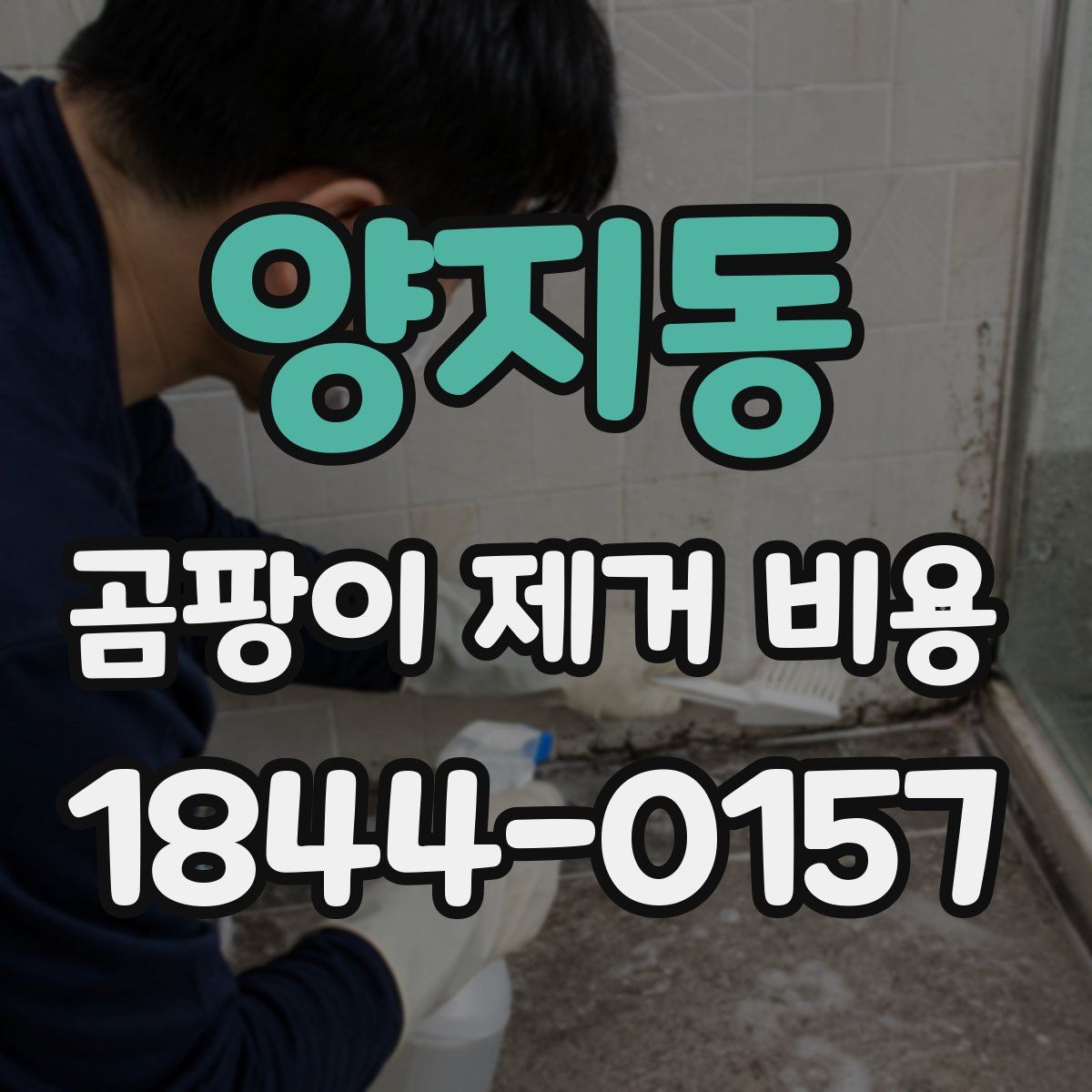 양지동 곰팡이 제거 비용