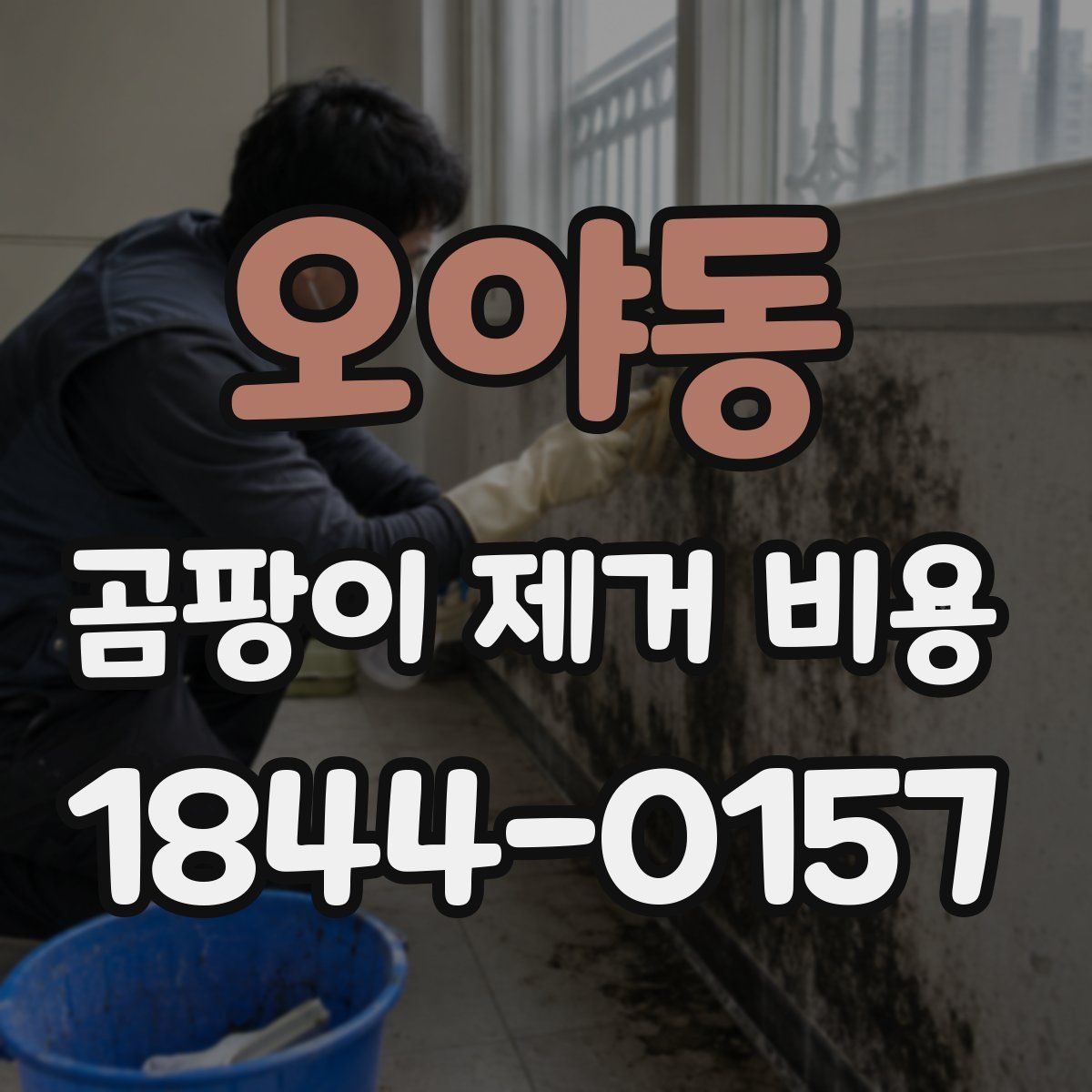 오야동 곰팡이 제거 비용