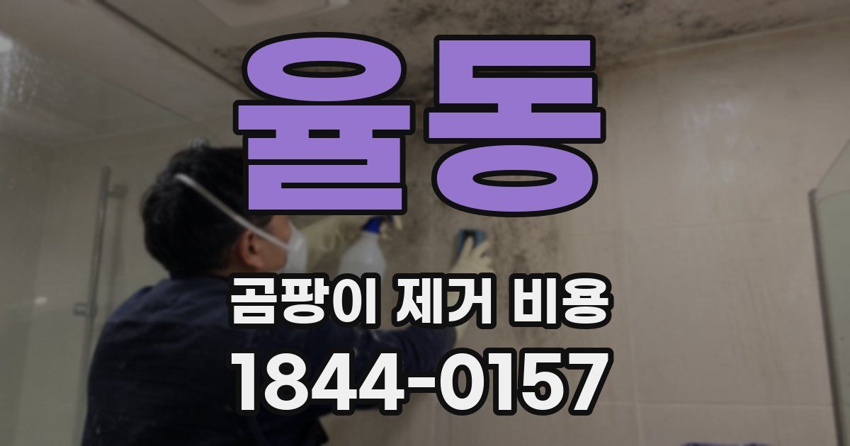 율동 곰팡이 제거 비용