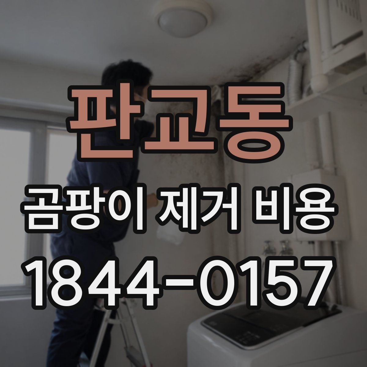 판교동 곰팡이 제거 비용