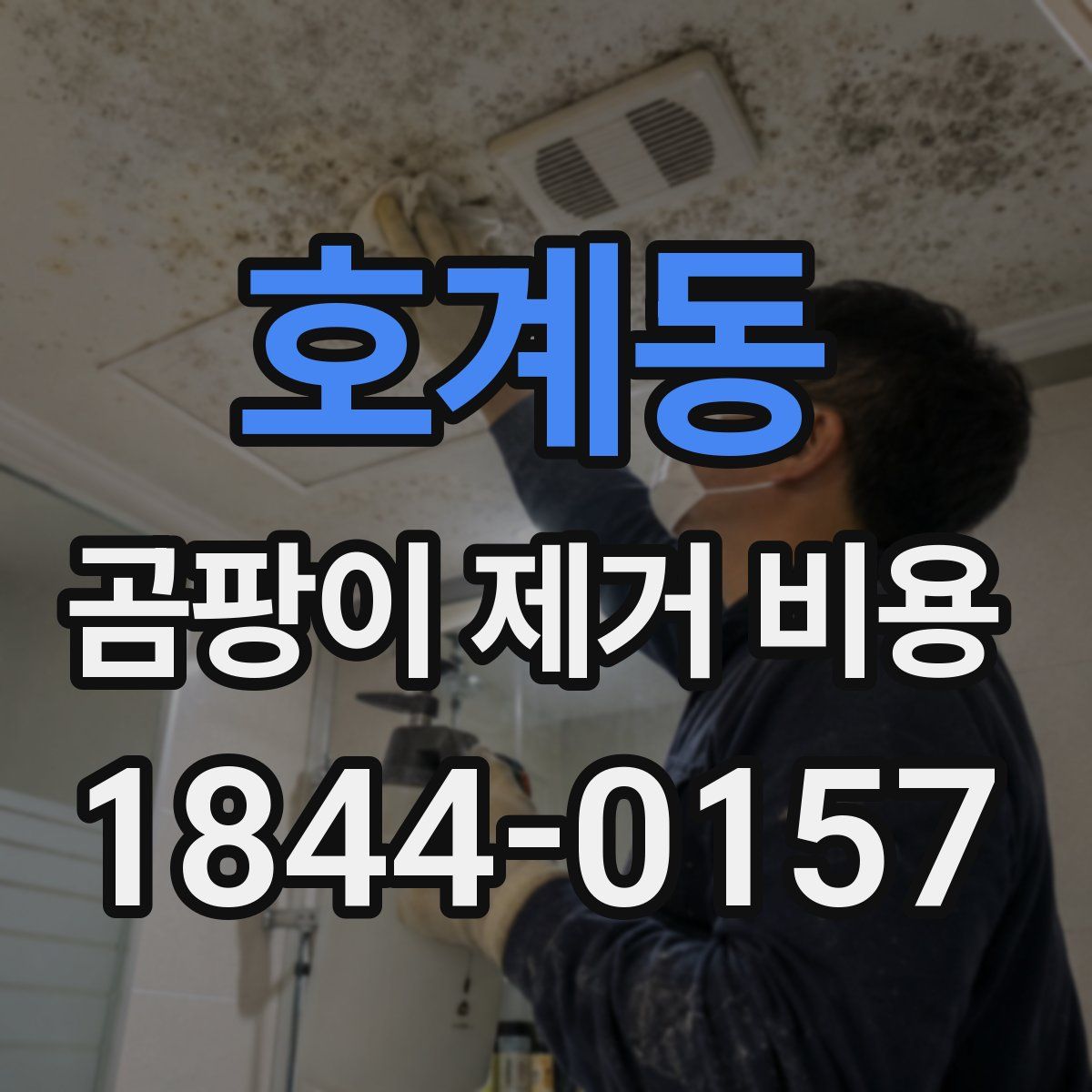 호계동 곰팡이 제거 비용