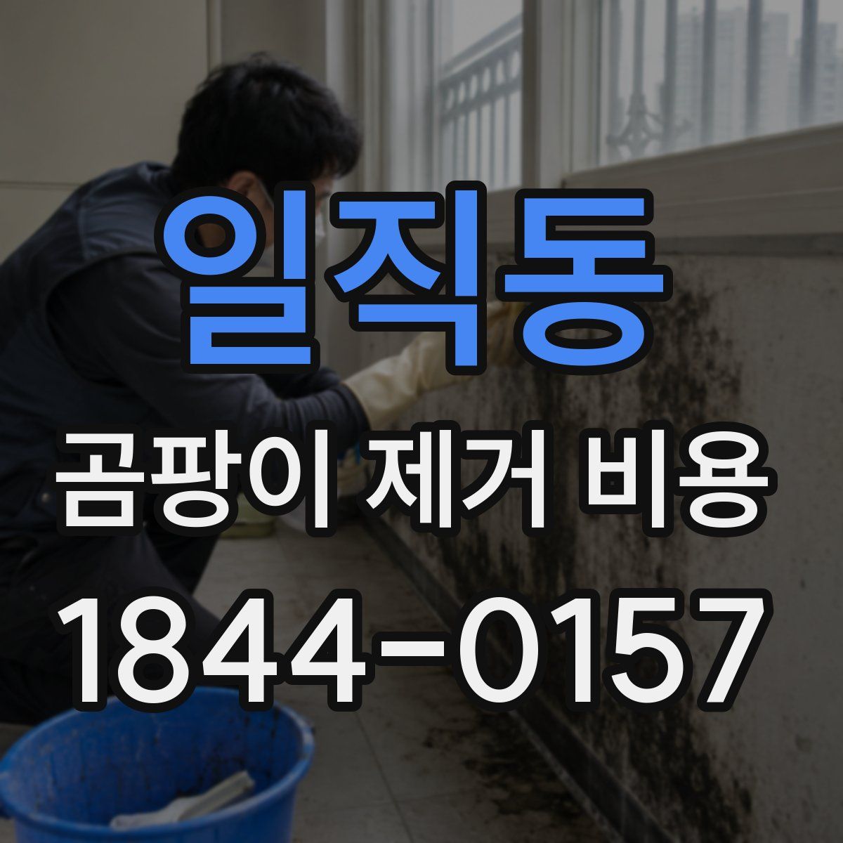 일직동 곰팡이 제거 비용