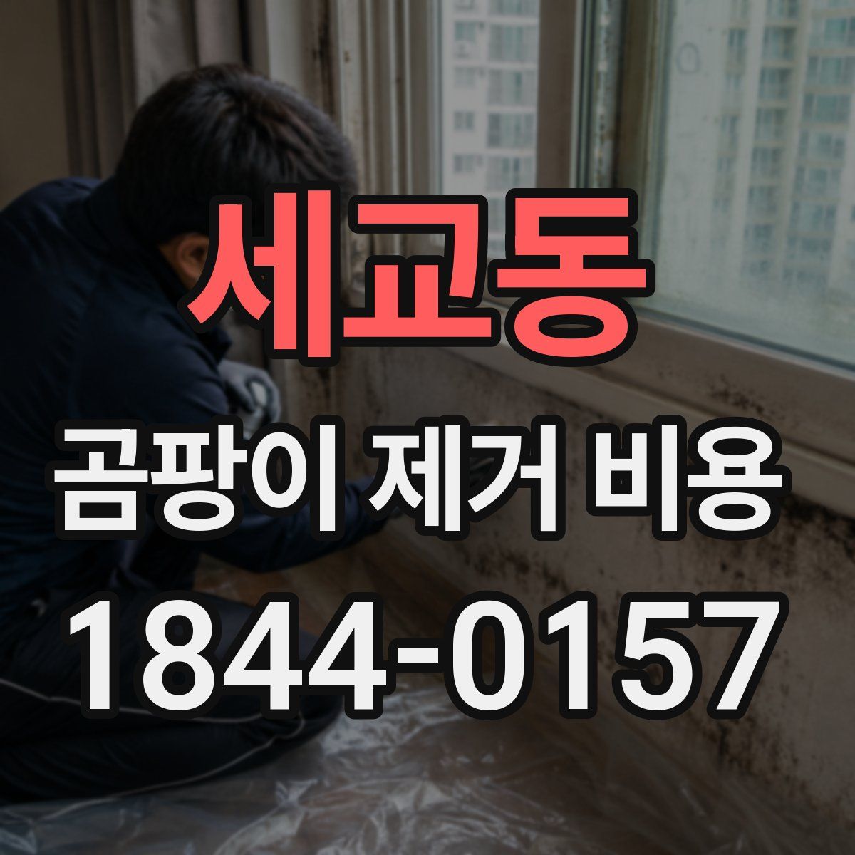 세교동 곰팡이 제거 비용