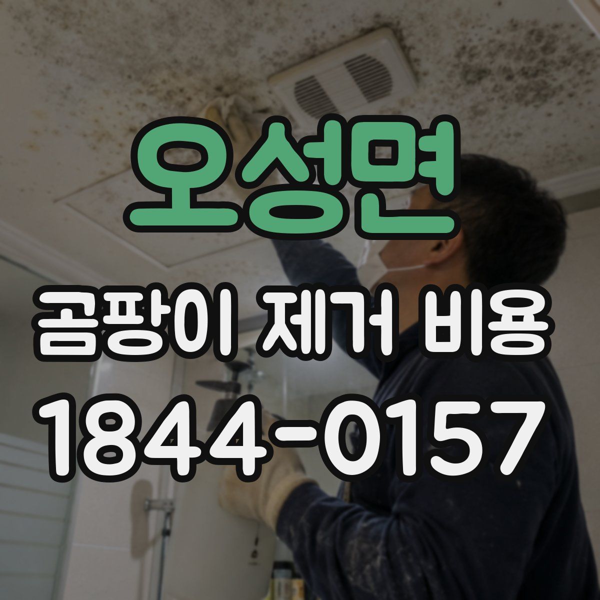 오성면 곰팡이 제거 비용