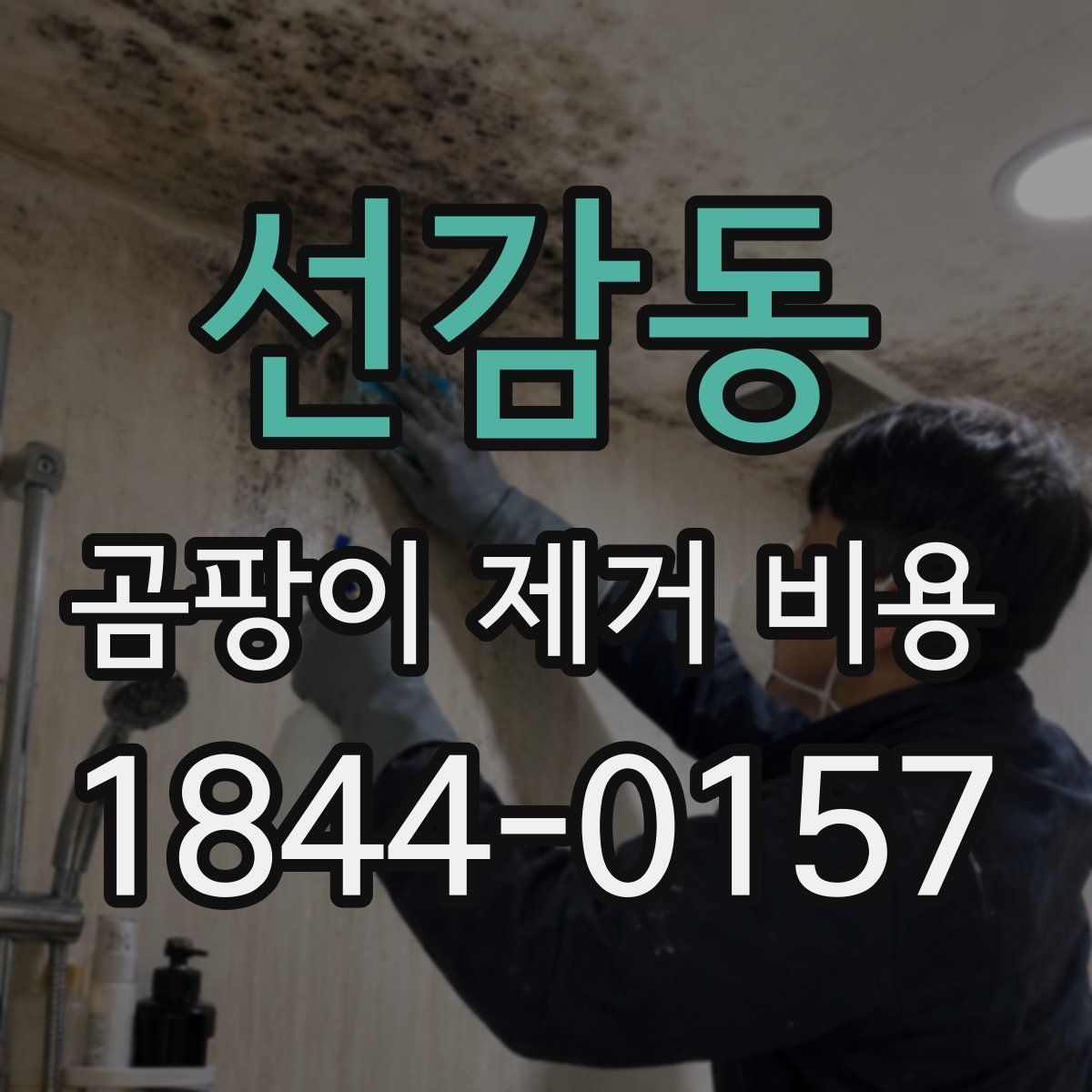선감동 곰팡이 제거 비용