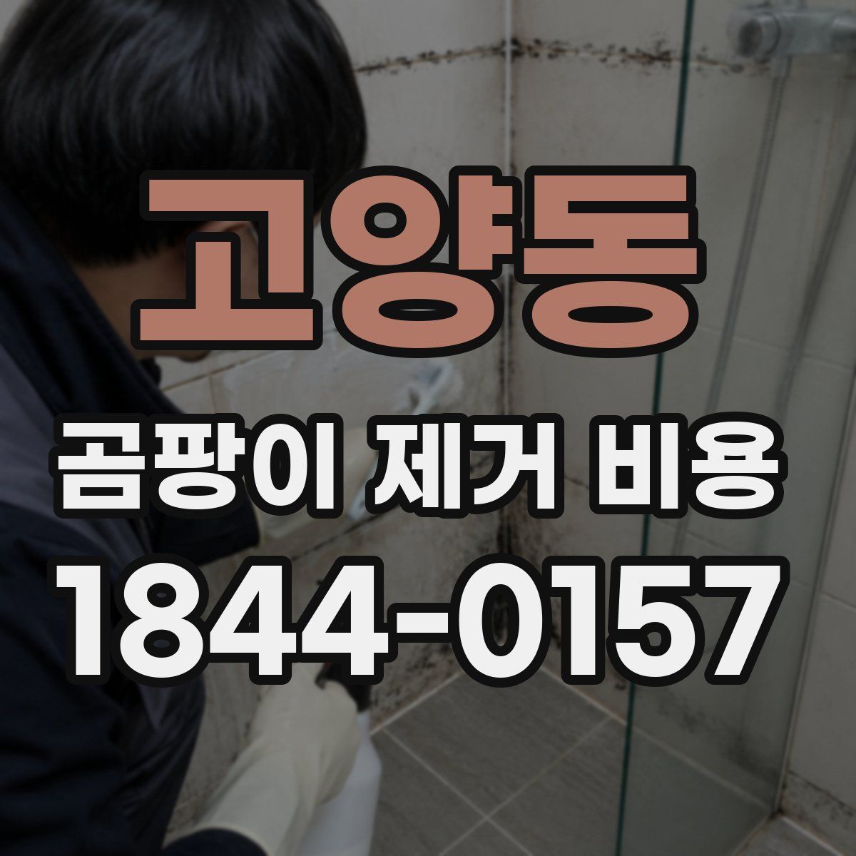 고양동 곰팡이 제거 비용
