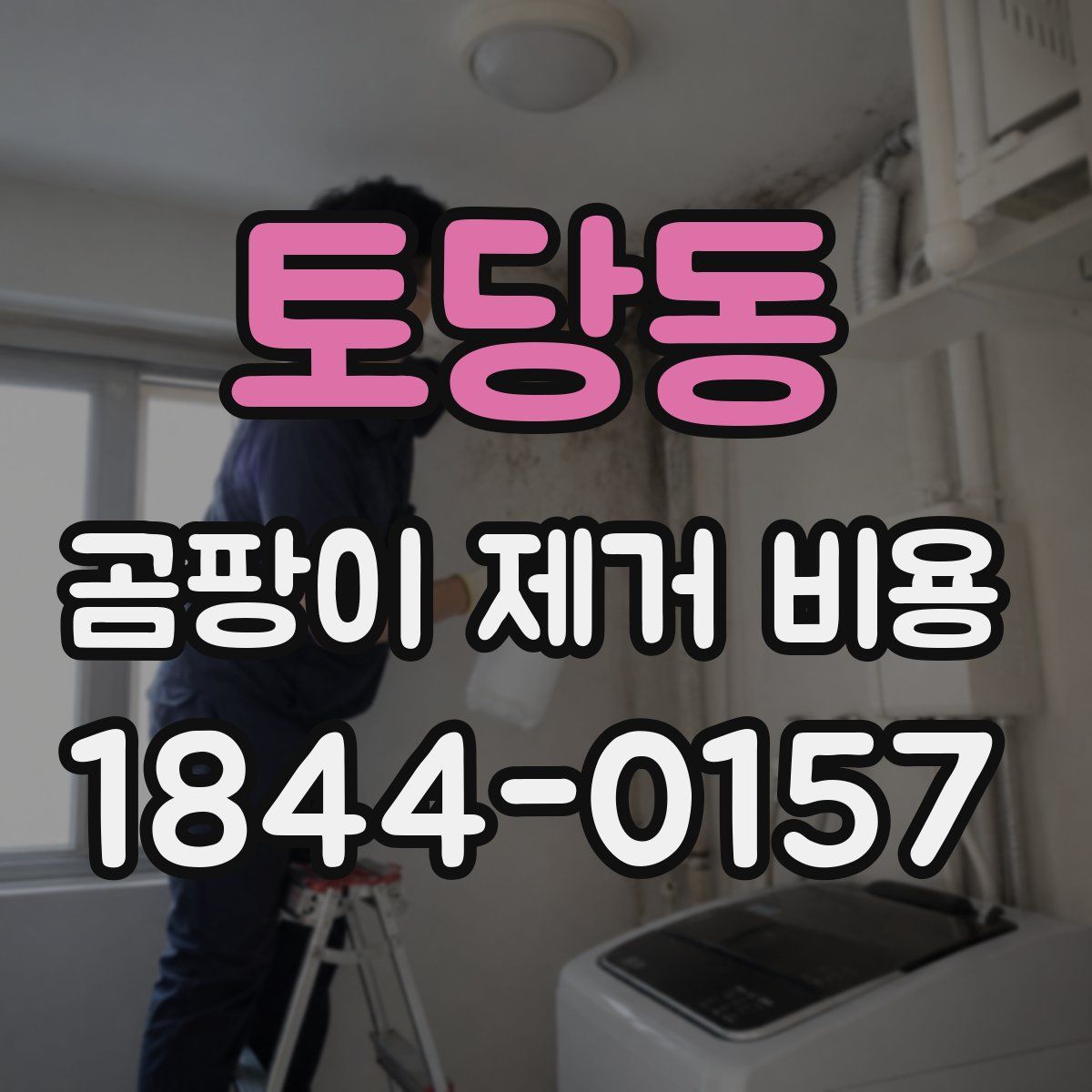 토당동 곰팡이 제거 비용