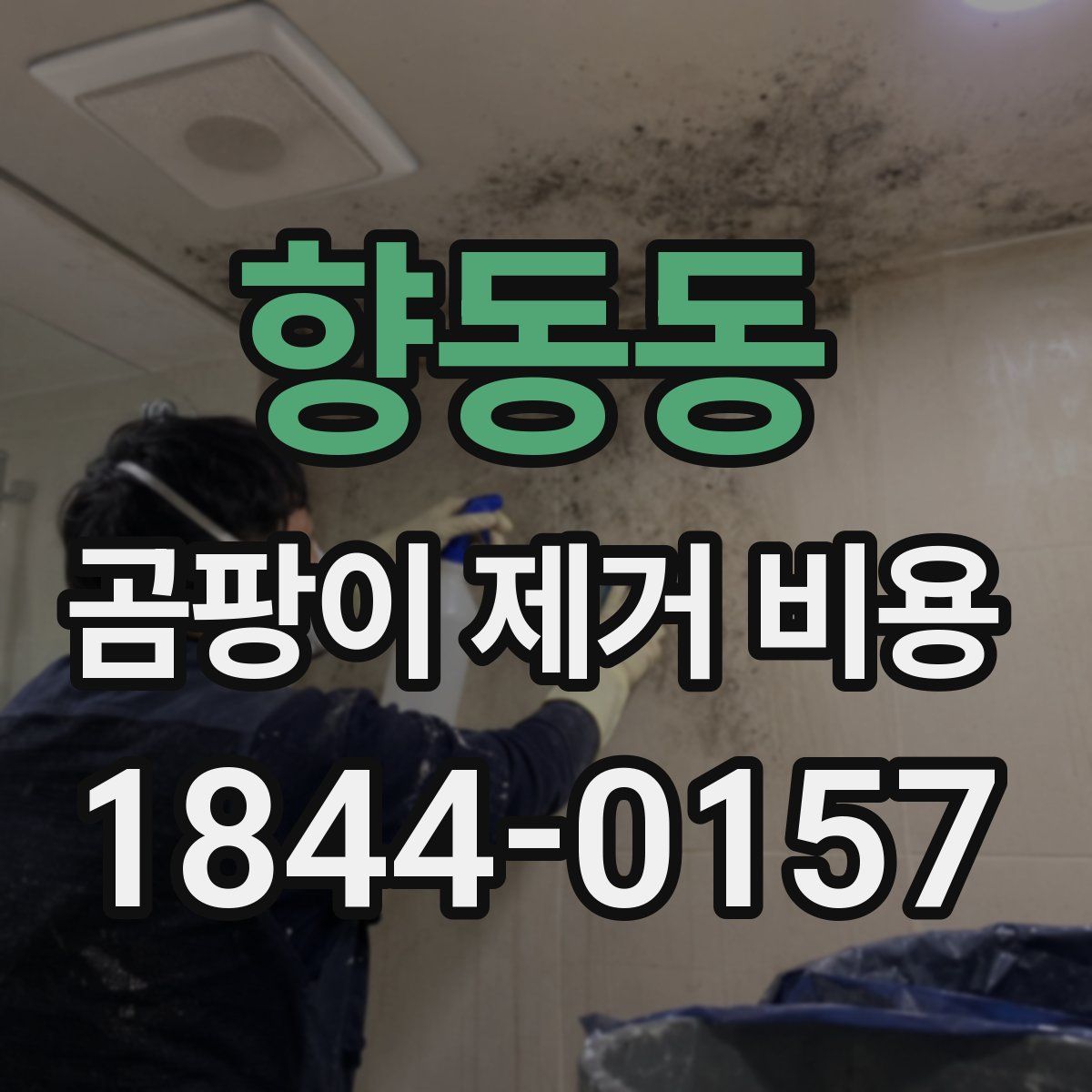 향동동 곰팡이 제거 비용