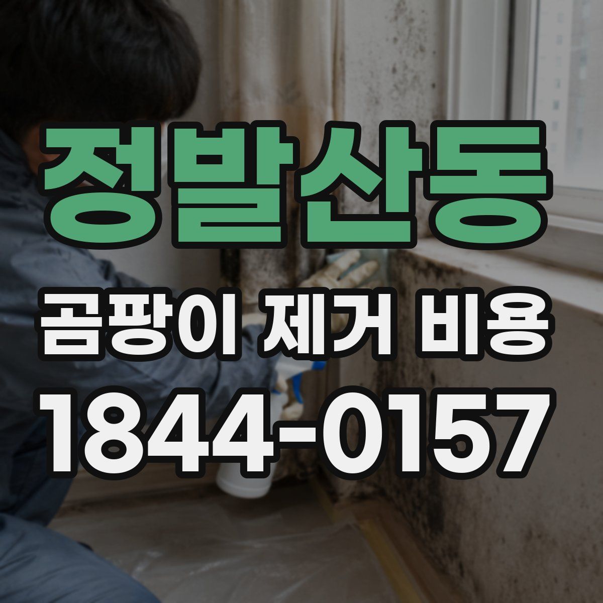 정발산동 곰팡이 제거 비용