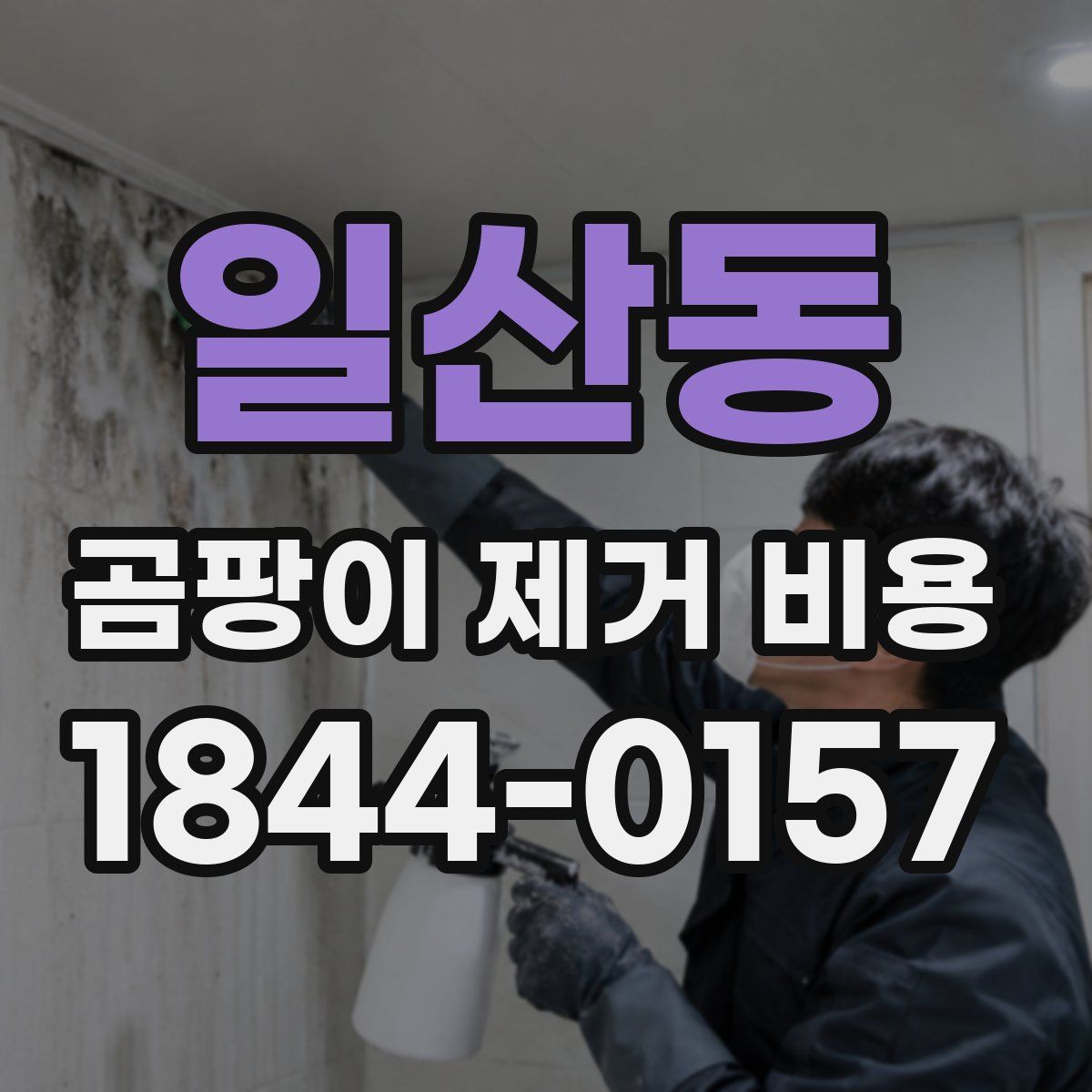 일산동 곰팡이 제거 비용