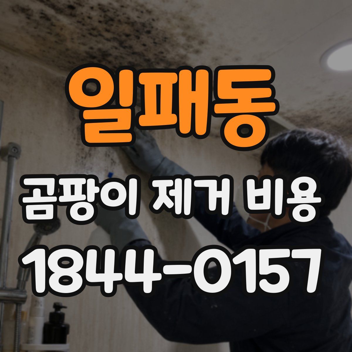 일패동 곰팡이 제거 비용