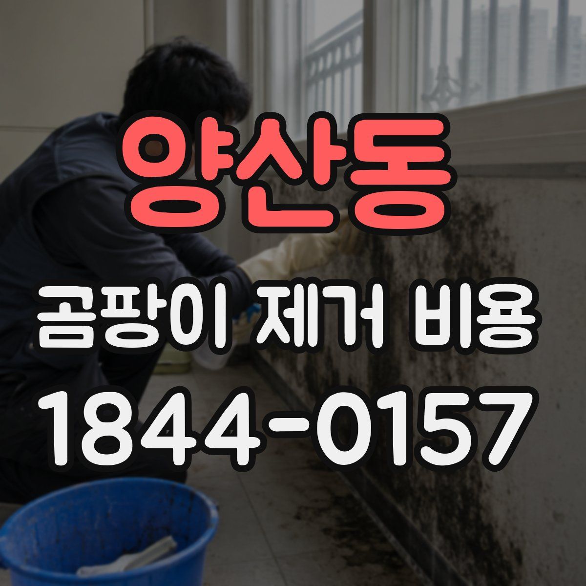 양산동 곰팡이 제거 비용