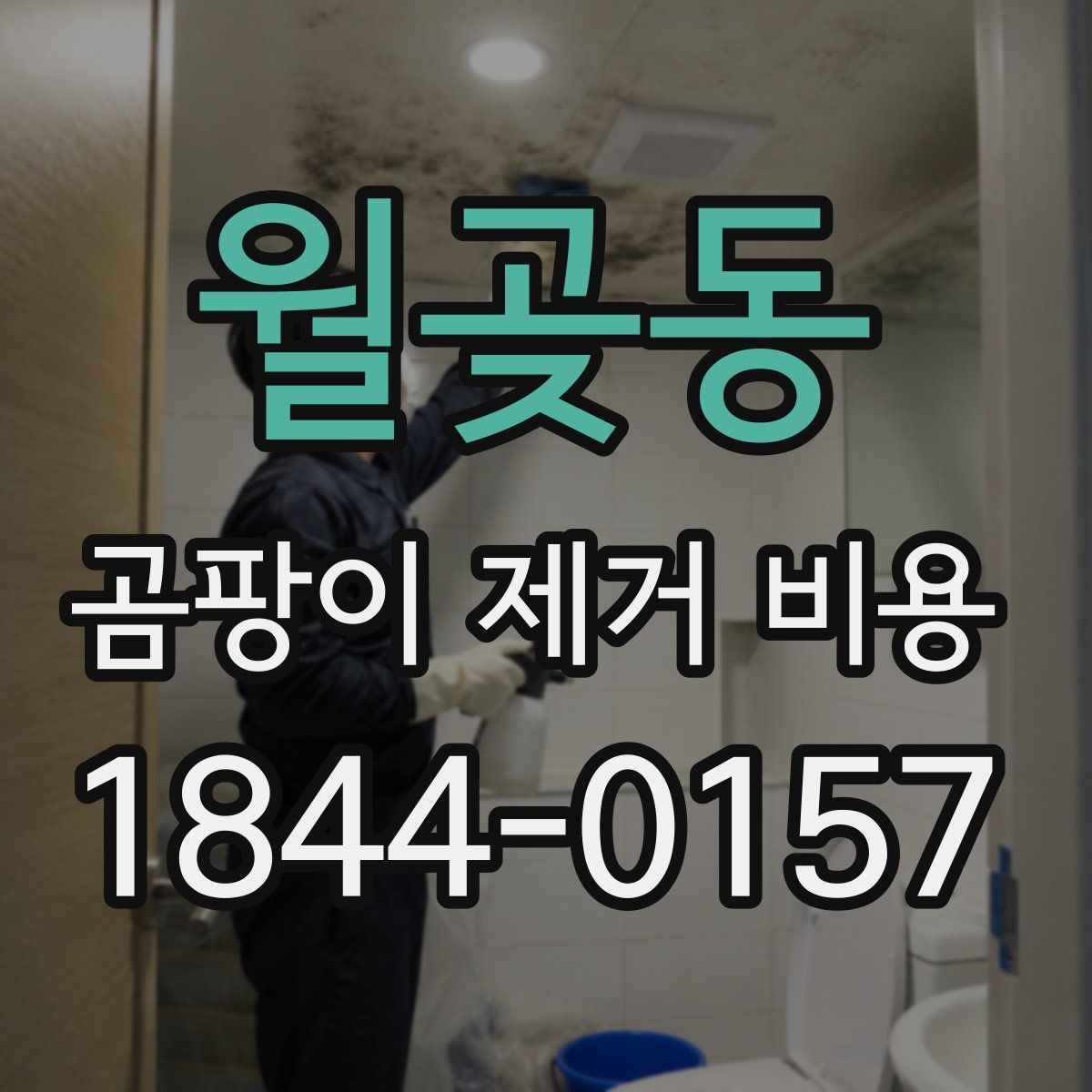 월곶동 곰팡이 제거 비용