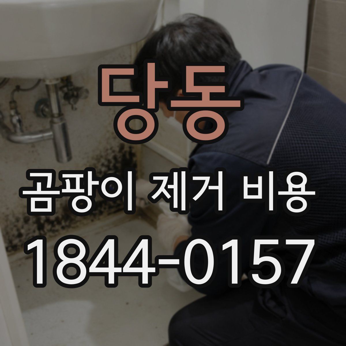 당동 곰팡이 제거 비용