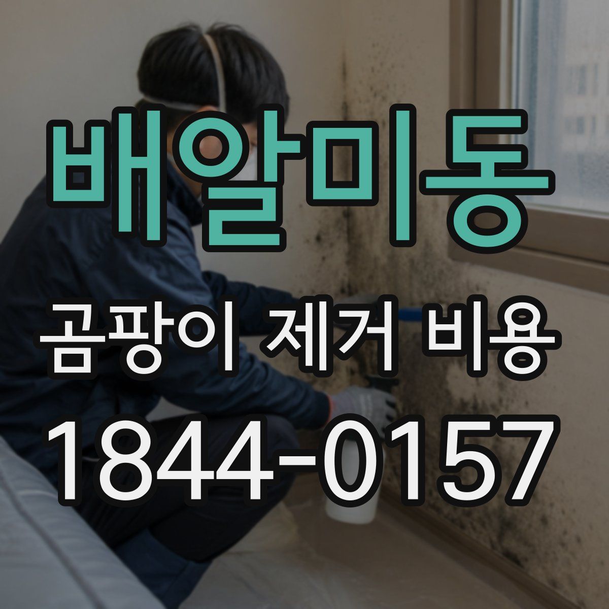 배알미동 곰팡이 제거 비용