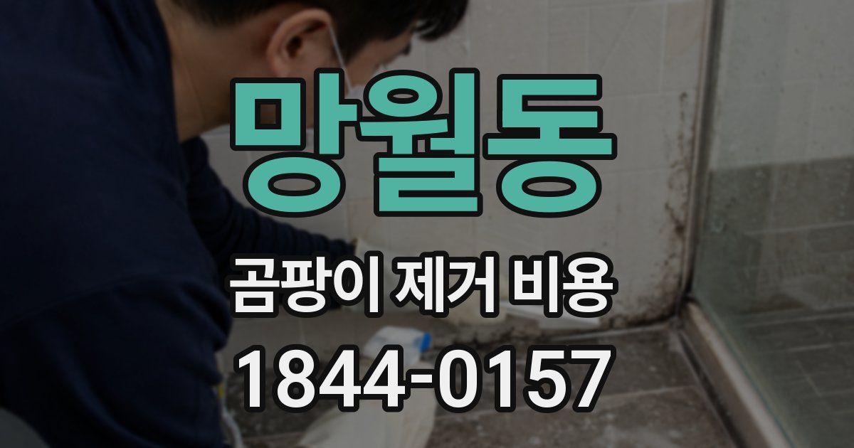 망월동 곰팡이 제거 비용