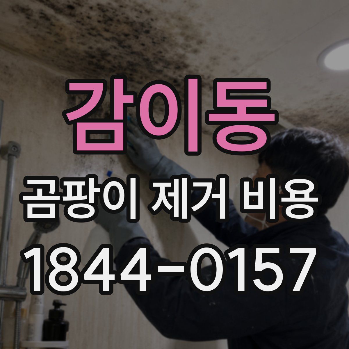 감이동 곰팡이 제거 비용