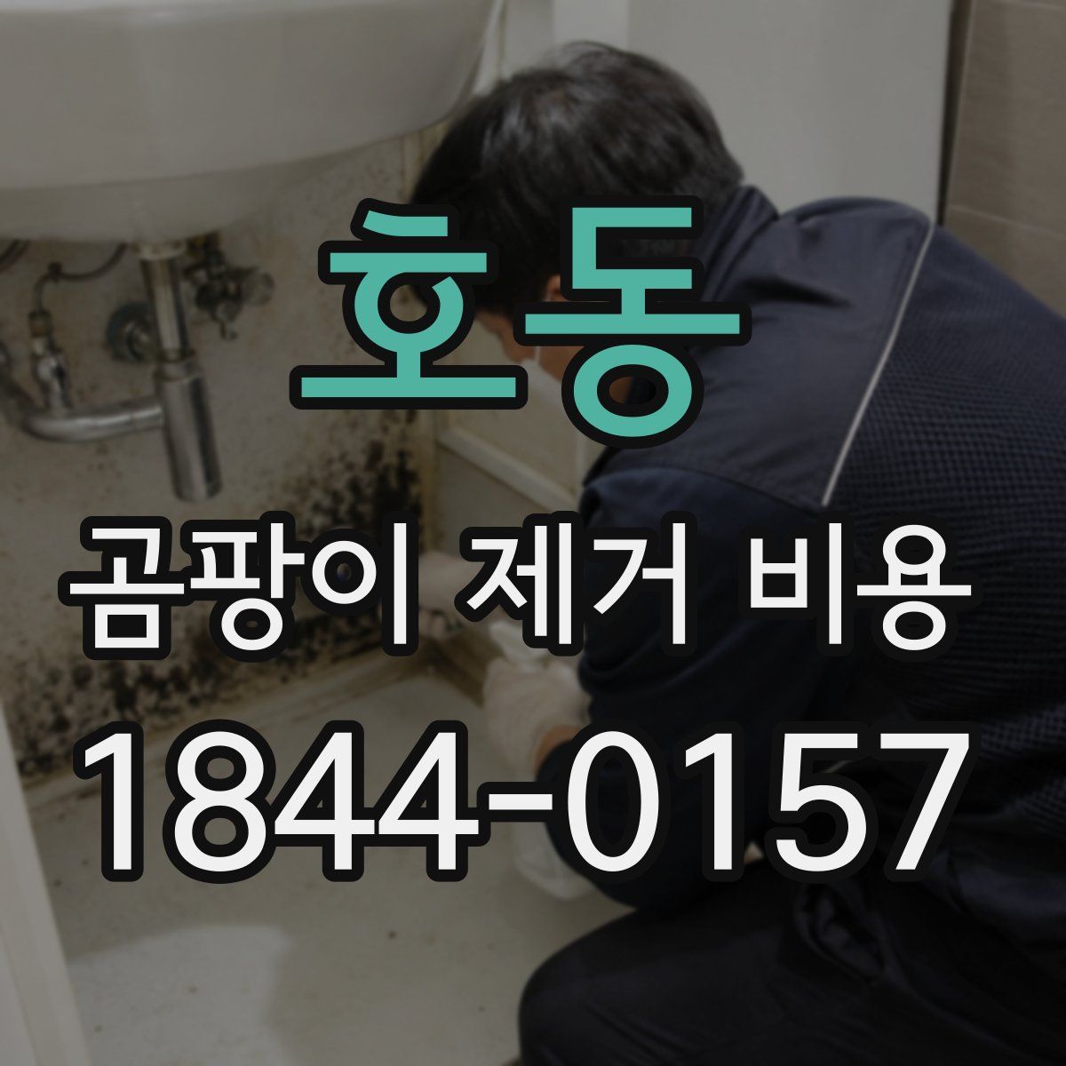 호동 곰팡이 제거 비용