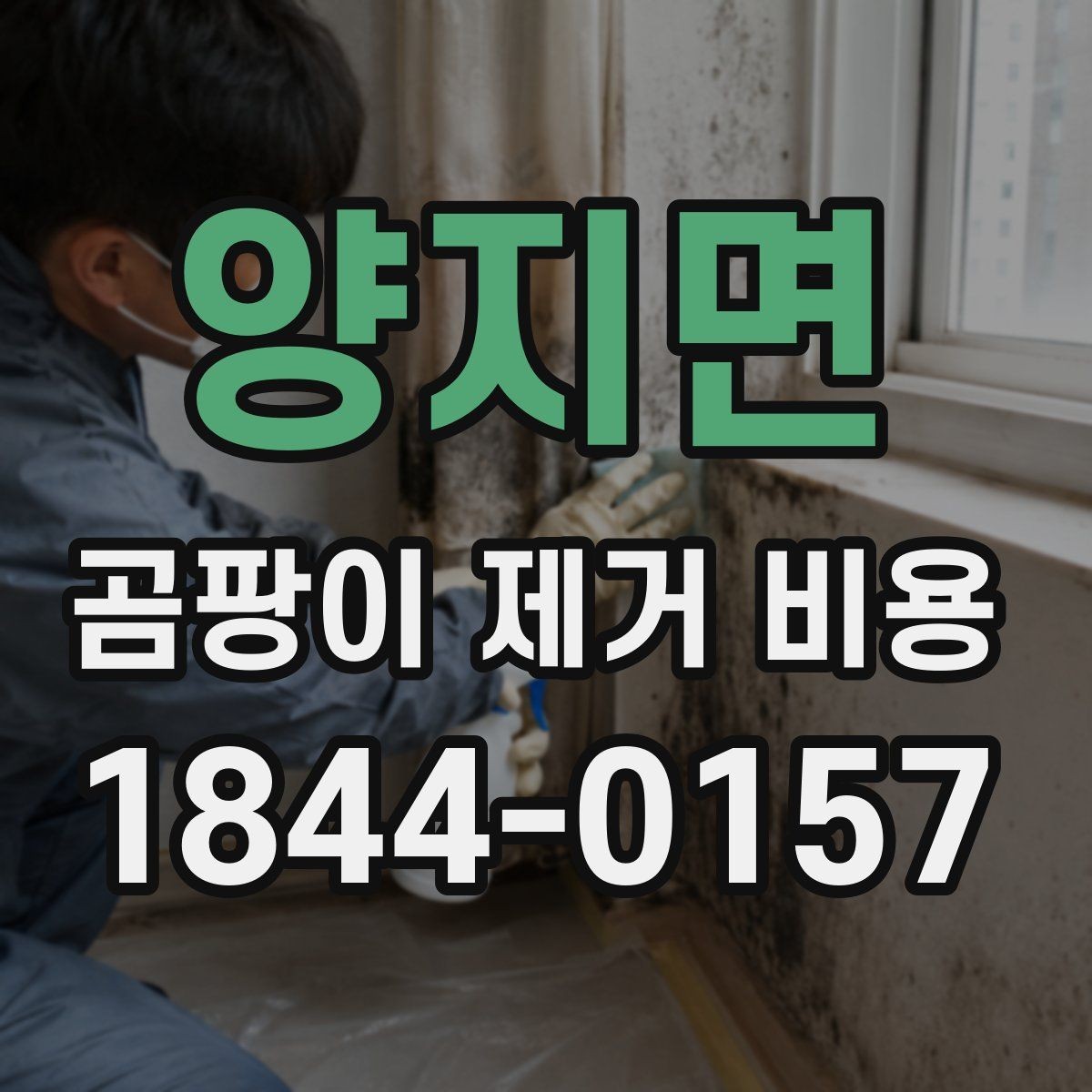 양지면 곰팡이 제거 비용 곰팡이 색상에 따라 달라지는 처리 범위