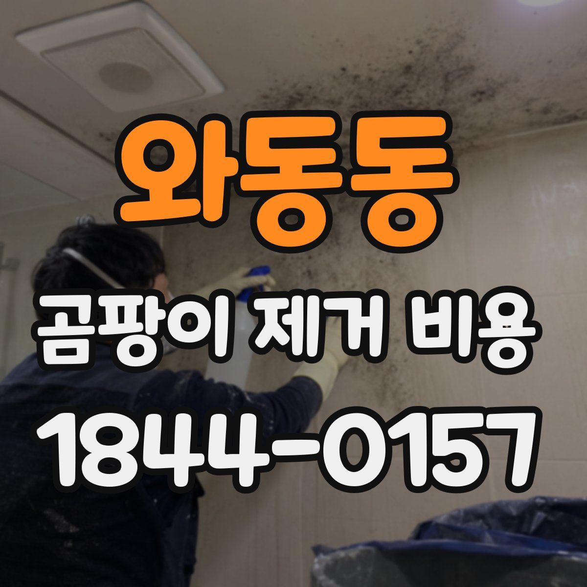 와동동 곰팡이 제거 비용