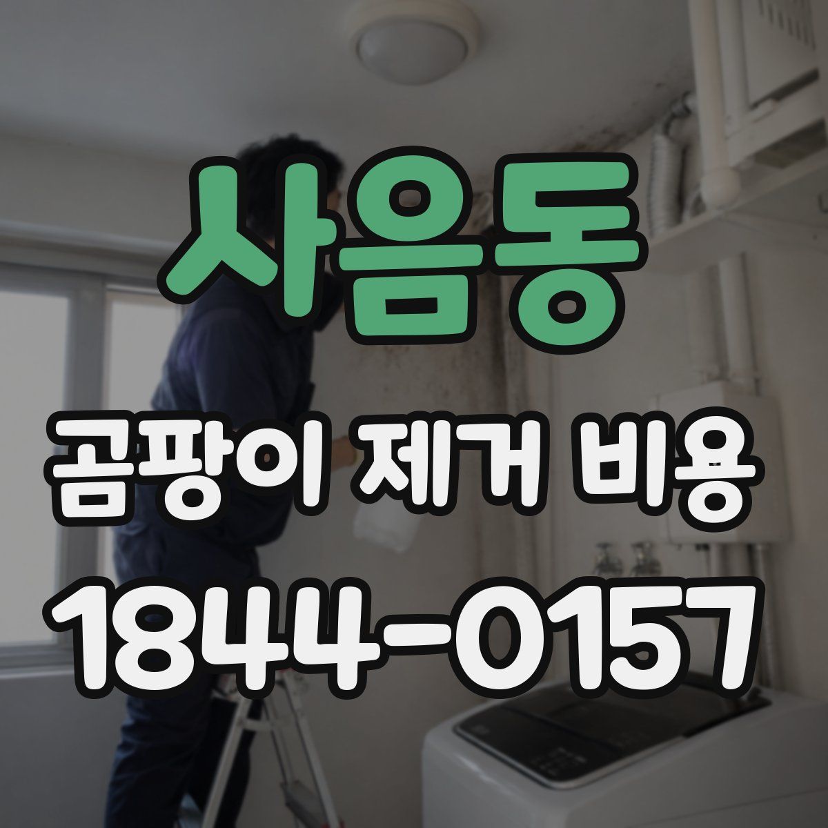 사음동 곰팡이 제거 비용