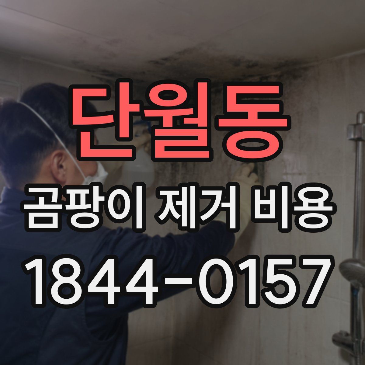 단월동 곰팡이 제거 비용