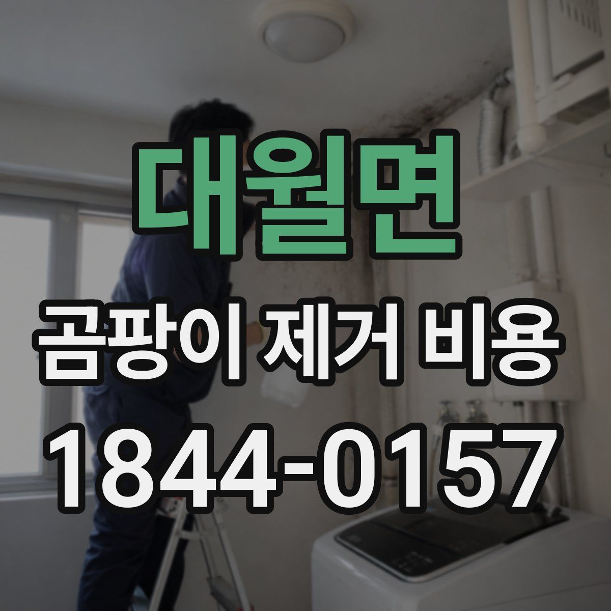 대월면 곰팡이 제거 비용