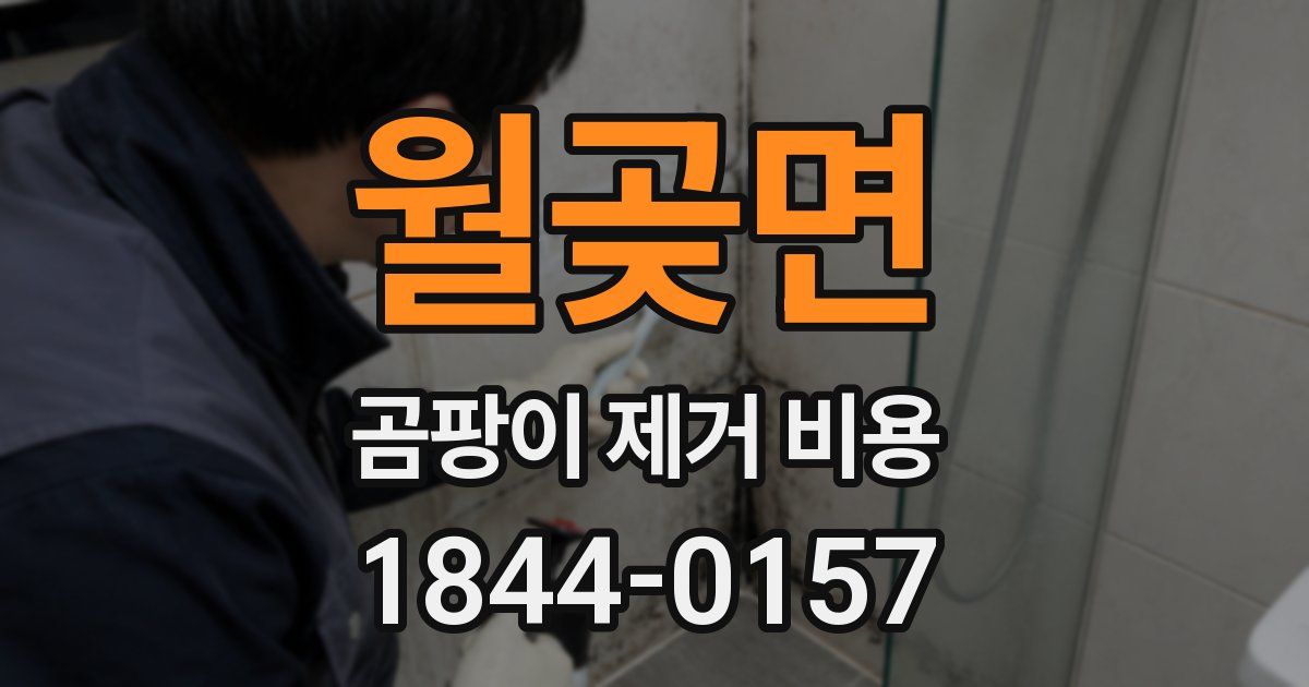 월곶면 곰팡이 제거 비용