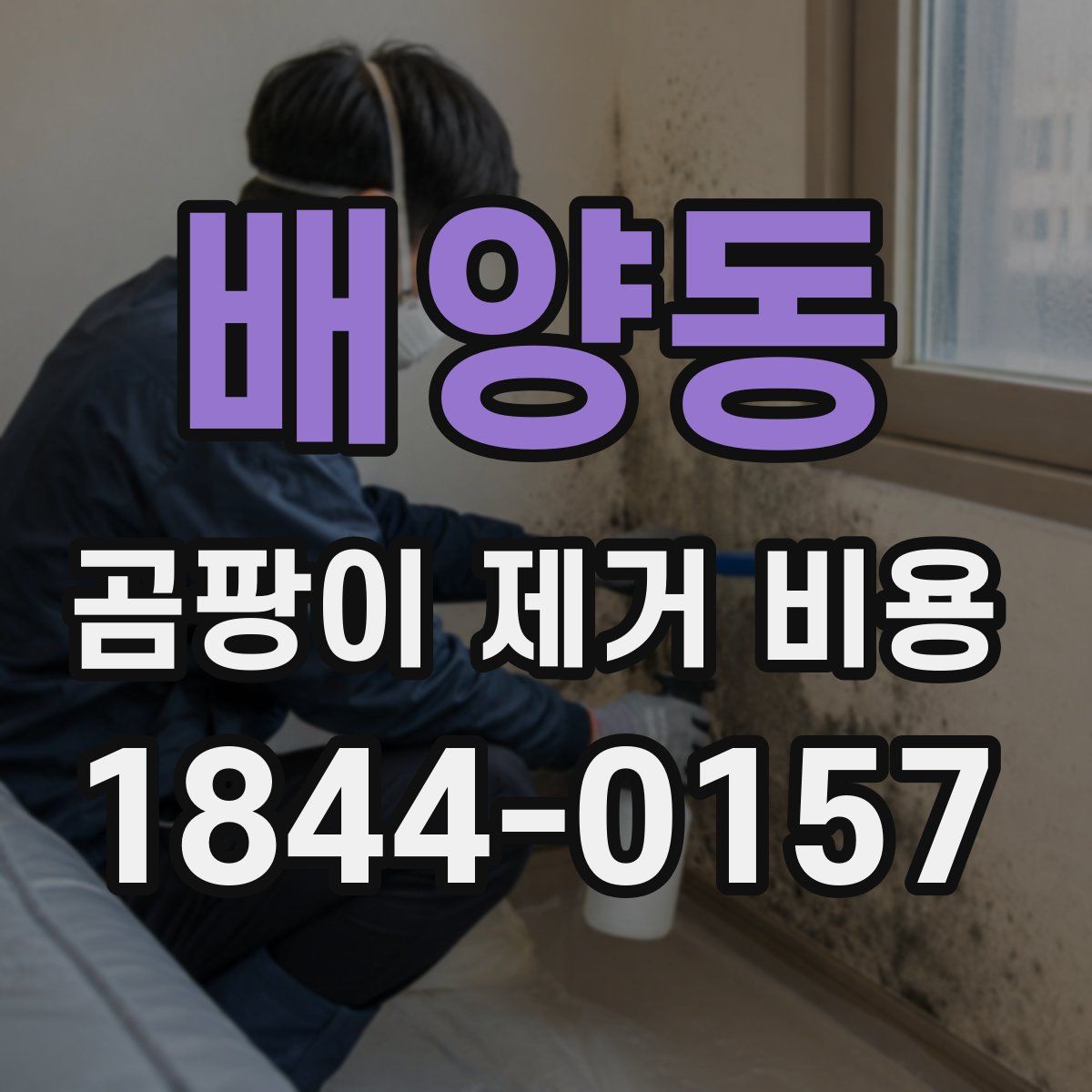 배양동 곰팡이 제거 비용