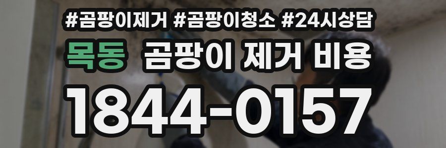 목동 곰팡이 제거 비용