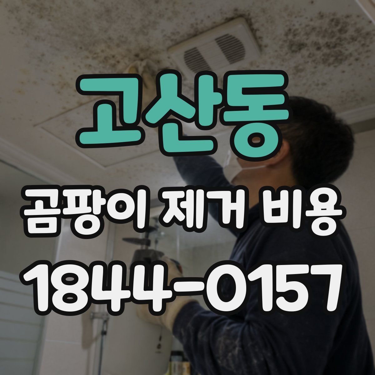 고산동 곰팡이 제거 비용